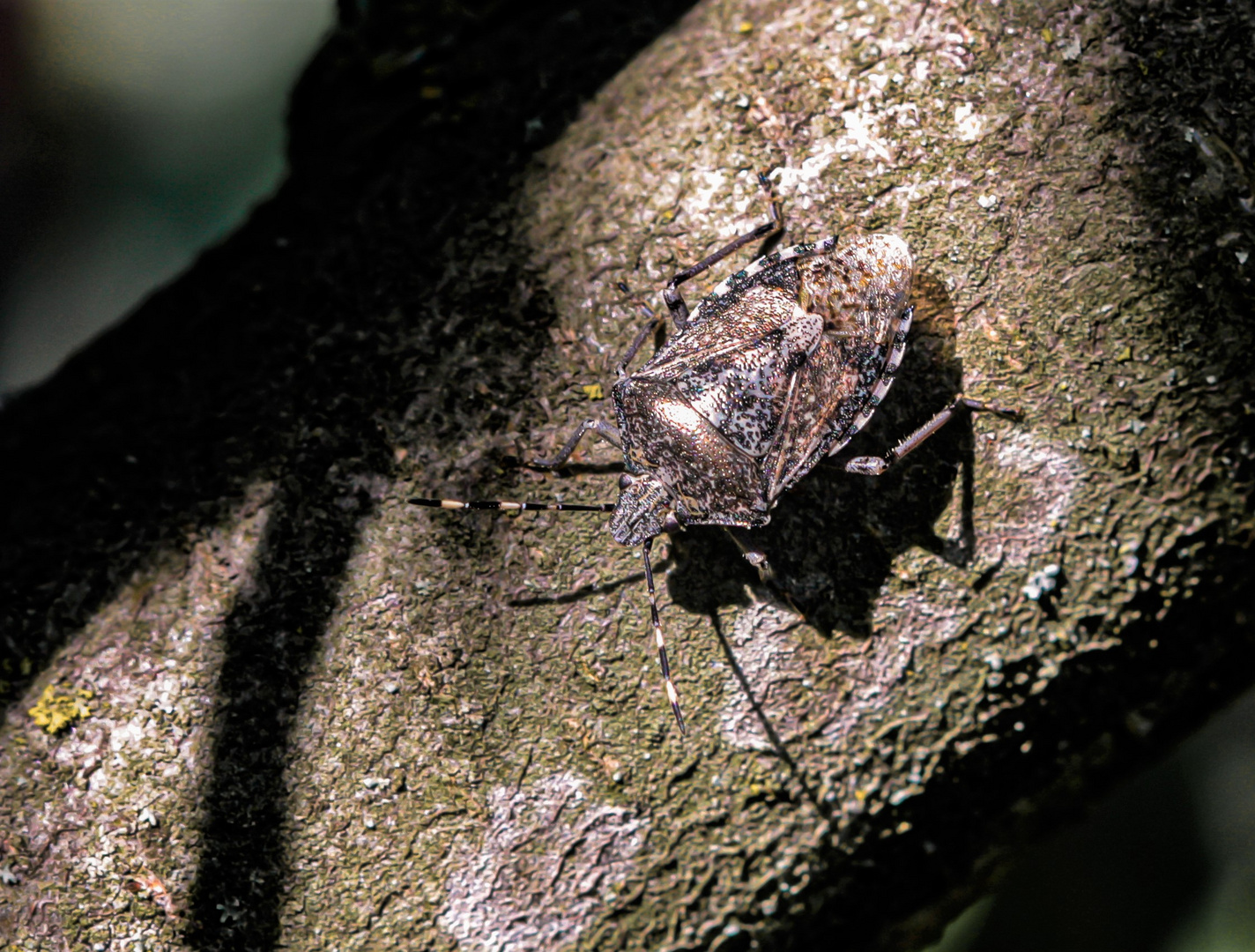 Wanze auf einem Apfelbaum