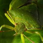 Wanze auf einem Blatt