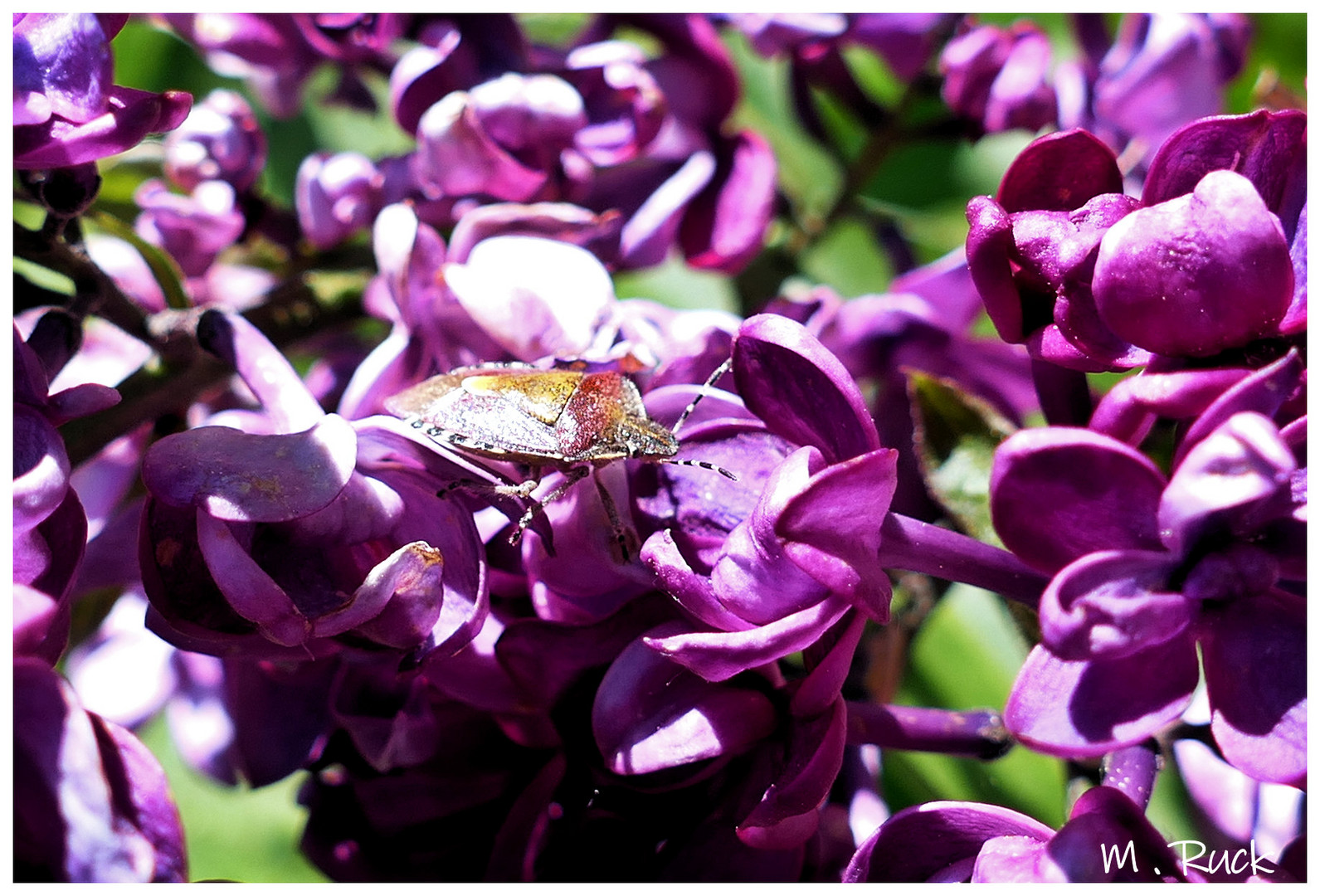 Wanze auf einer Fliederblüte 