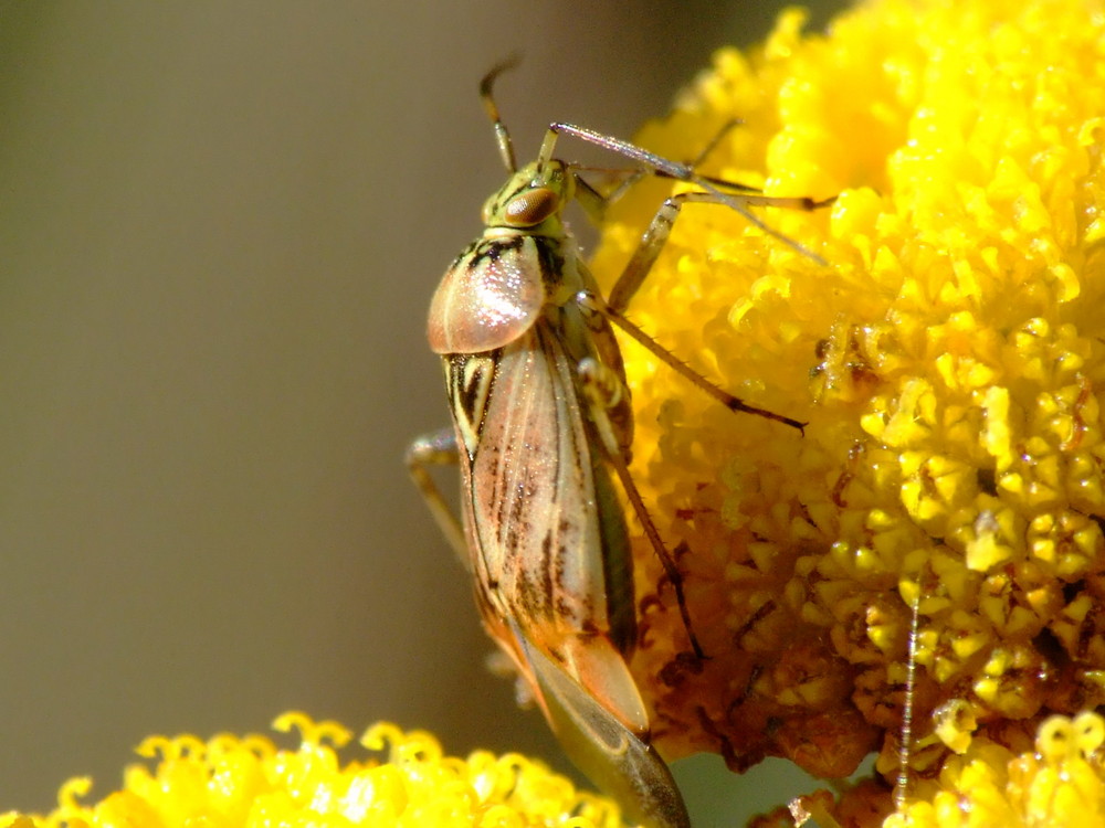 Wanze auf einer Kamillenblüte