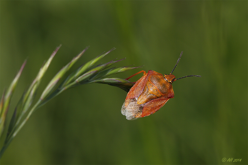 Wanze auf Gras