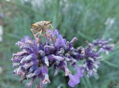 Wanze auf Lavendel