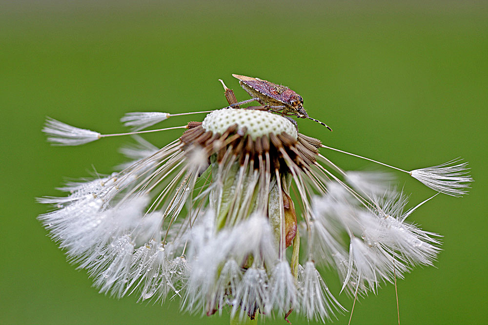 Wanze auf Pusteblume