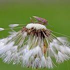 Wanze auf Pusteblume