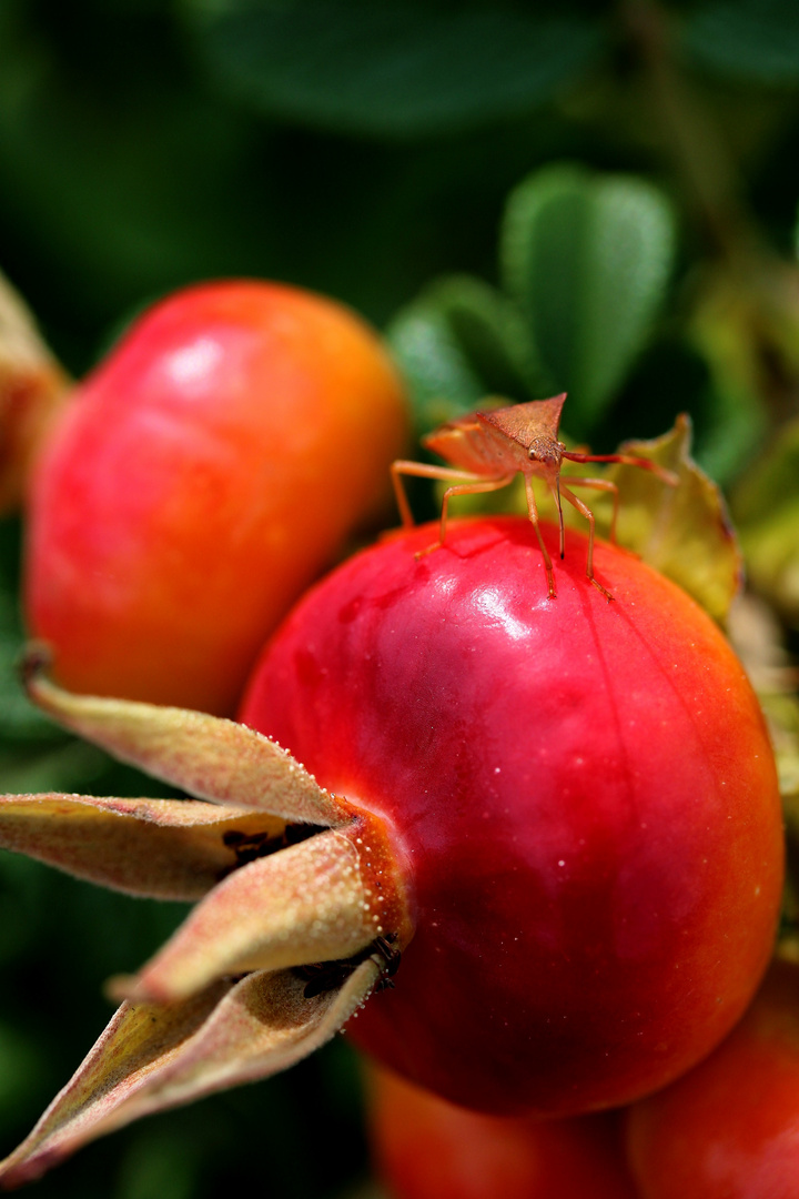 Wanze auf Rosenfrucht