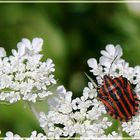 Wanze auf Wanderschaft