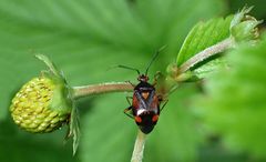 Wanze besucht Erdbeere