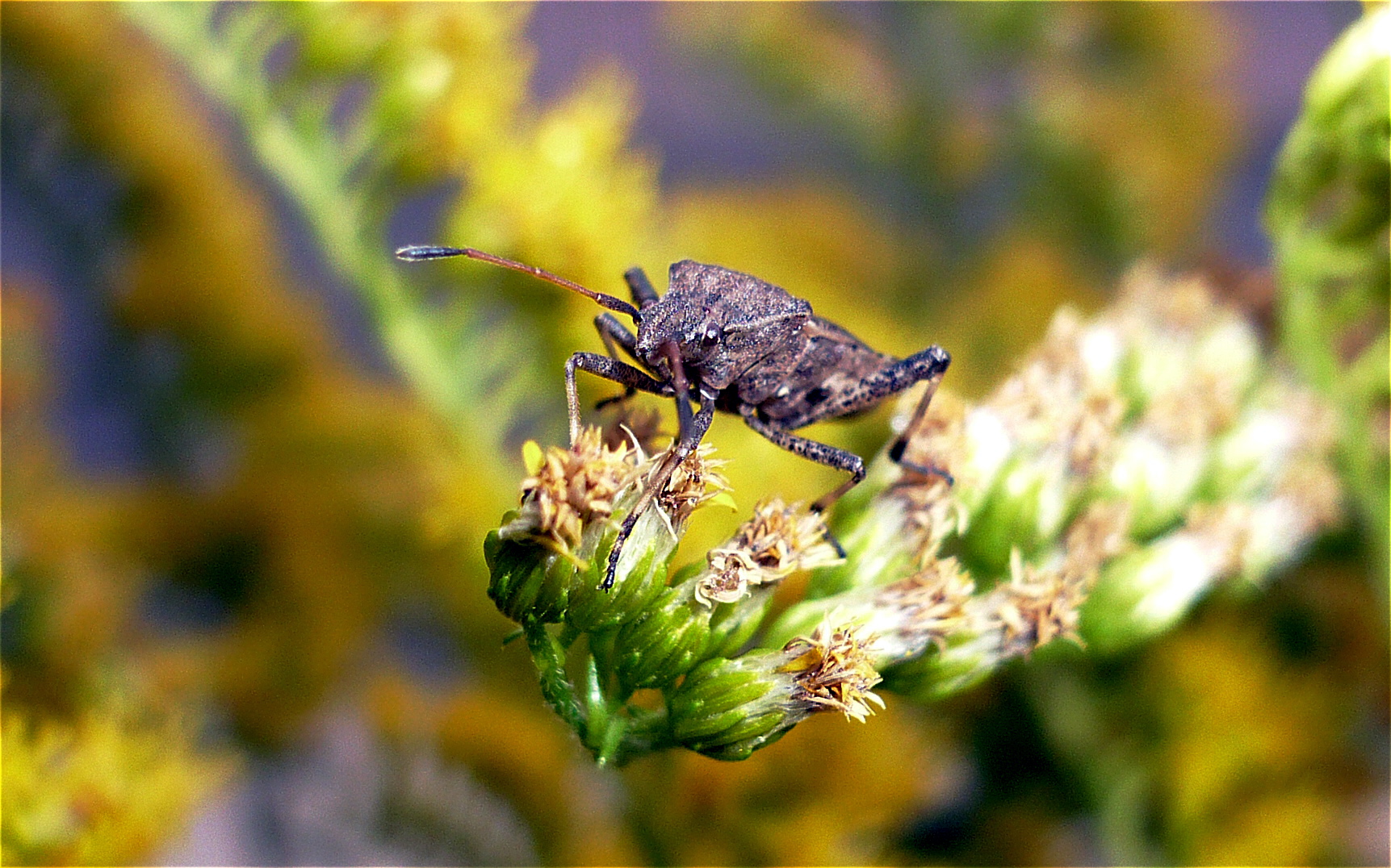 Wanze - bug on plant