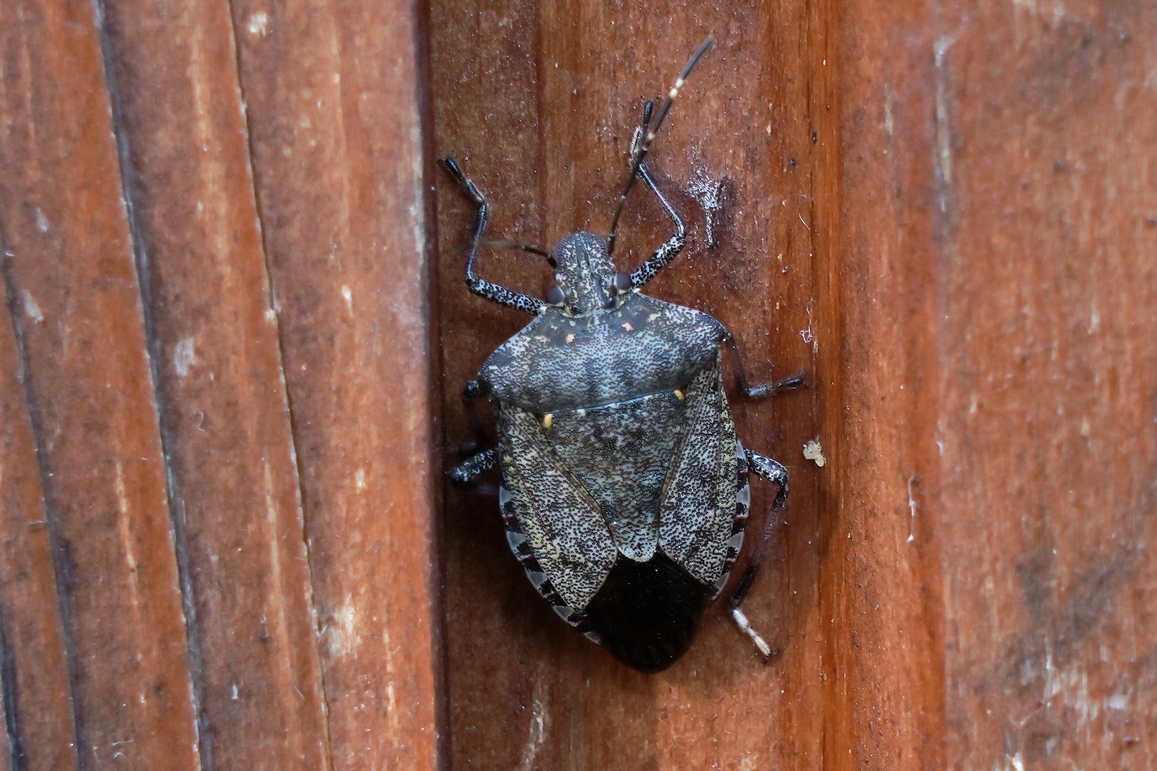 Wanze Foto & Bild | tiere, wildlife, insekten Bilder auf fotocommunity