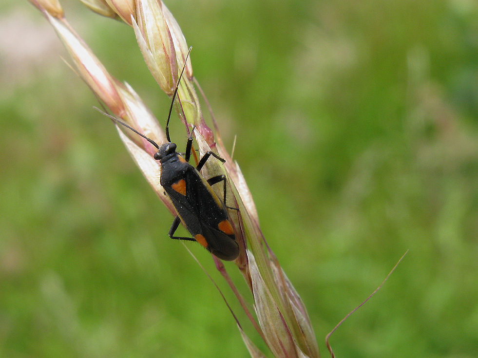 Wanze Capsodes gothicus Foto & Bild tiere, wildlife, insekten Bilder