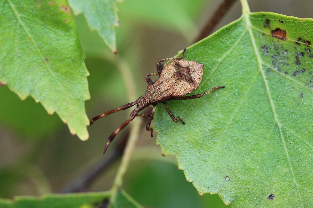 Wanze... (Coreus marginatus)