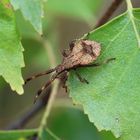 Wanze... (Coreus marginatus)