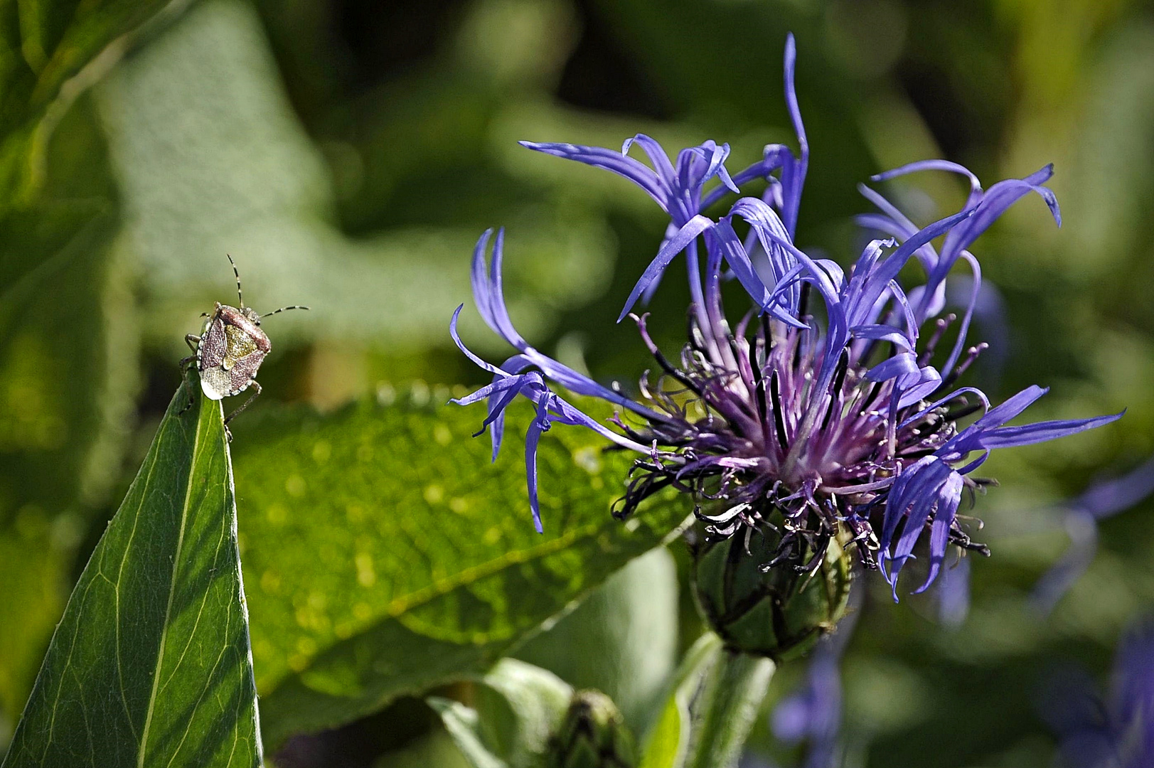 Wanze fixiert Berg-Flockenblume