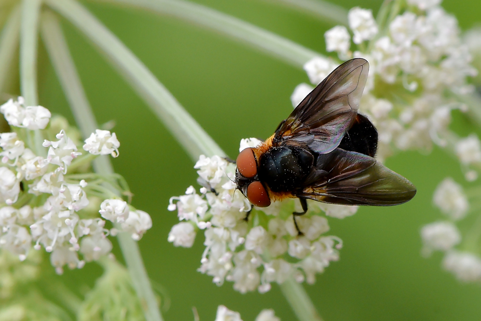 Wanze + Fliege = Wanzenfliege