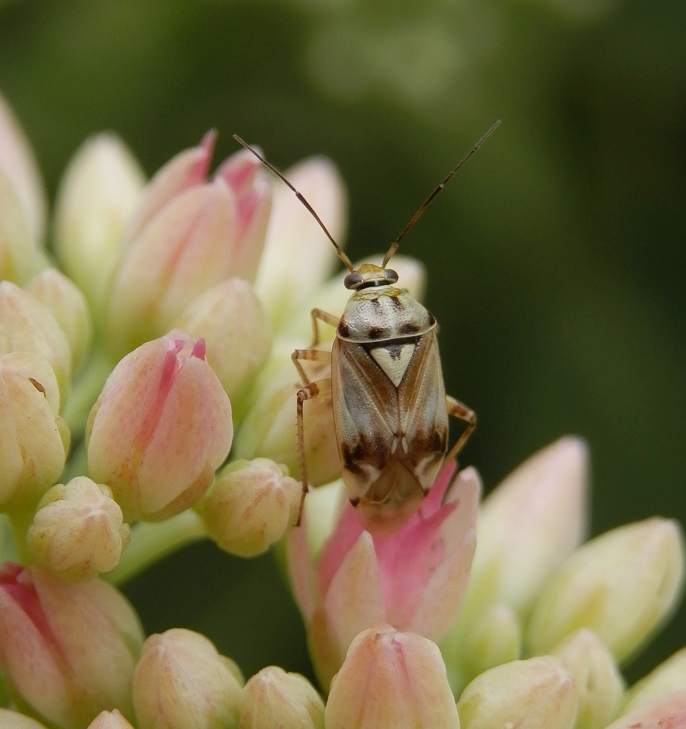 Wanze - Gut getarnt auf den Blüten der Fetthenne