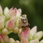 Wanze - Gut getarnt auf den Blüten der Fetthenne