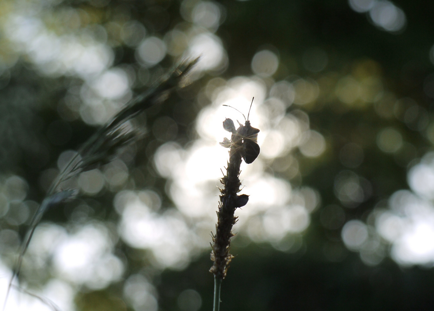 Wanze im Abendlicht