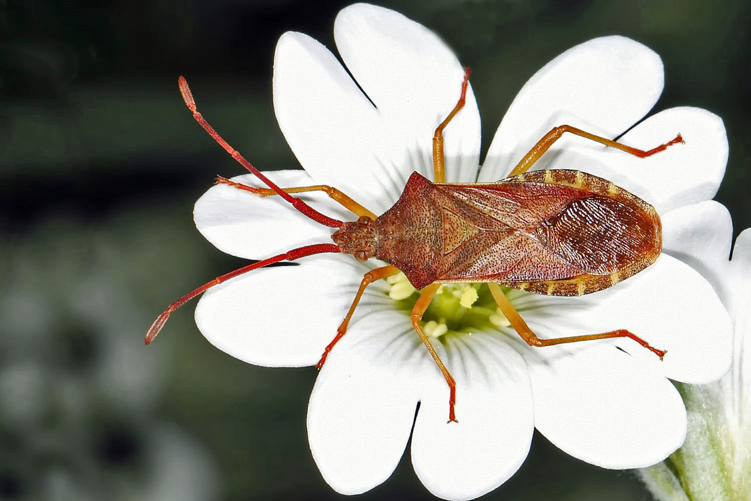 Wanze im Garten Foto & Bild andere insekten, fotos, nature Bilder auf