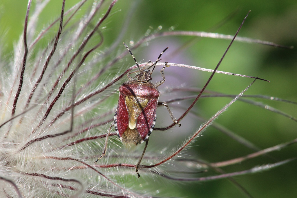 Wanze im Garten