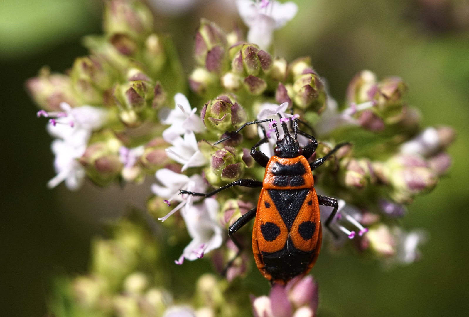 Wanze im Garten Foto & Bild tiere, wildlife, insekten Bilder auf