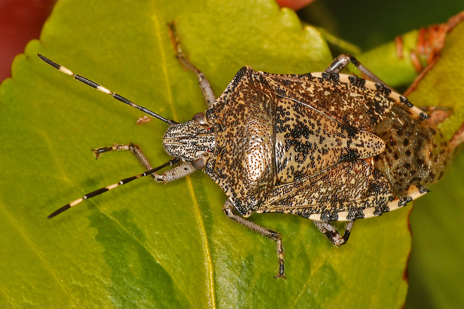 Wanze im Garten