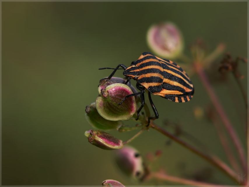 wanze im herbstgewand?