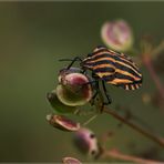 wanze im herbstgewand?