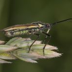 Wanze im Profil (Langhaarige Dolchwanze - Leptopterna dolabrata)