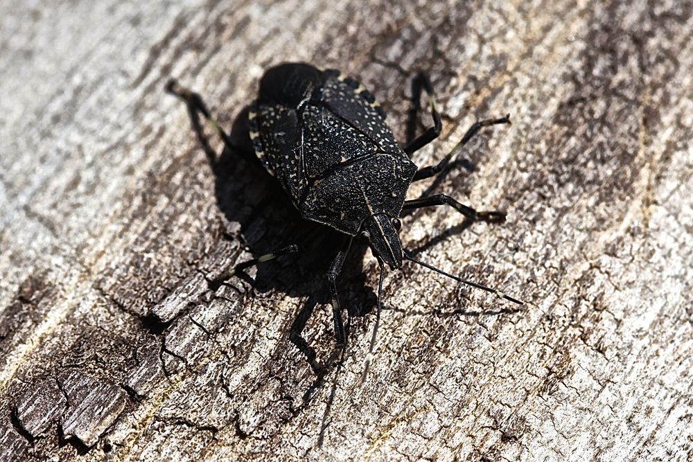 Wanze im Volksmund Stinkkäfer Foto & Bild tiere, wildlife, insekten