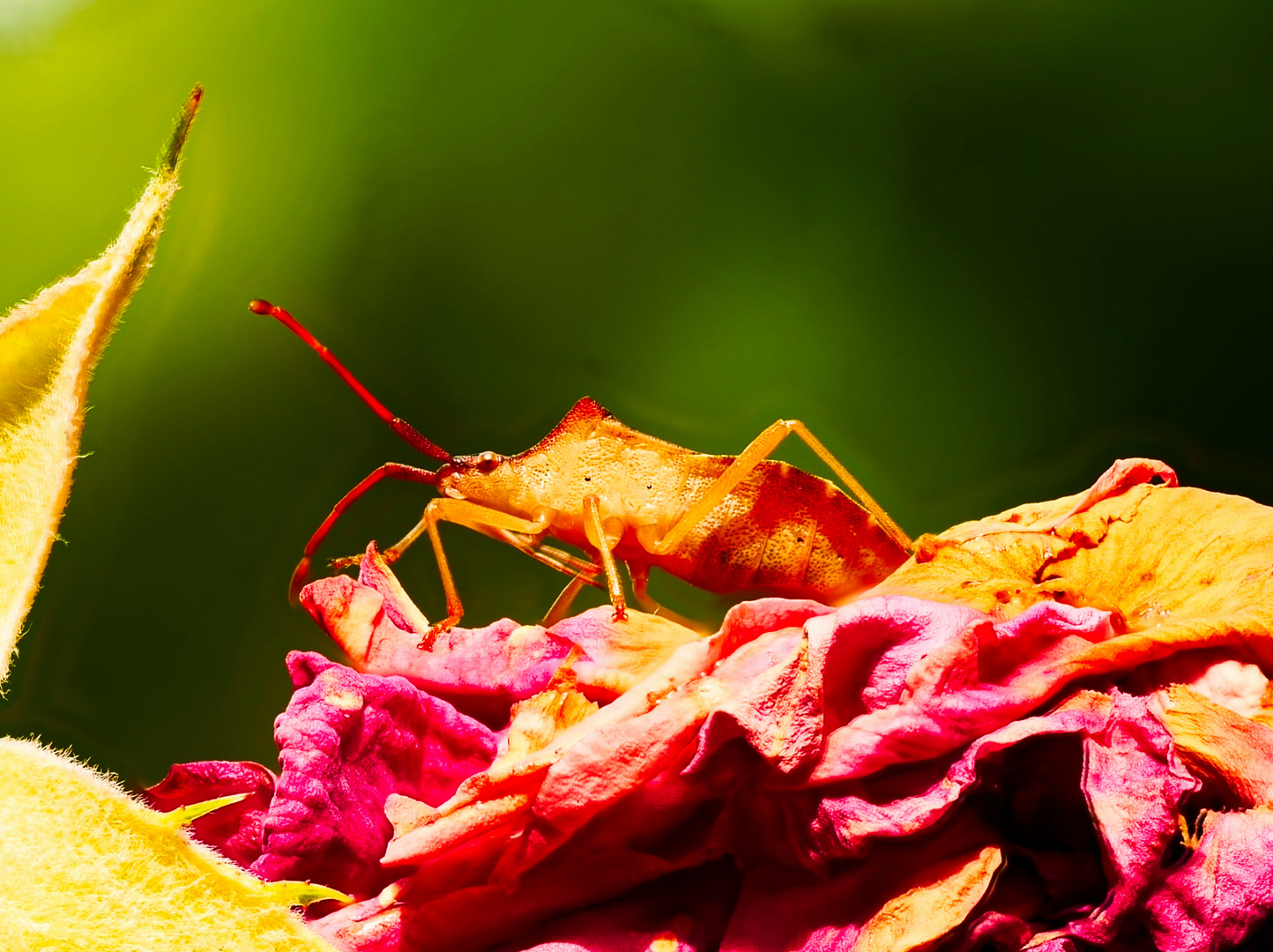 Wanze in den Rosen gestacked-1-2