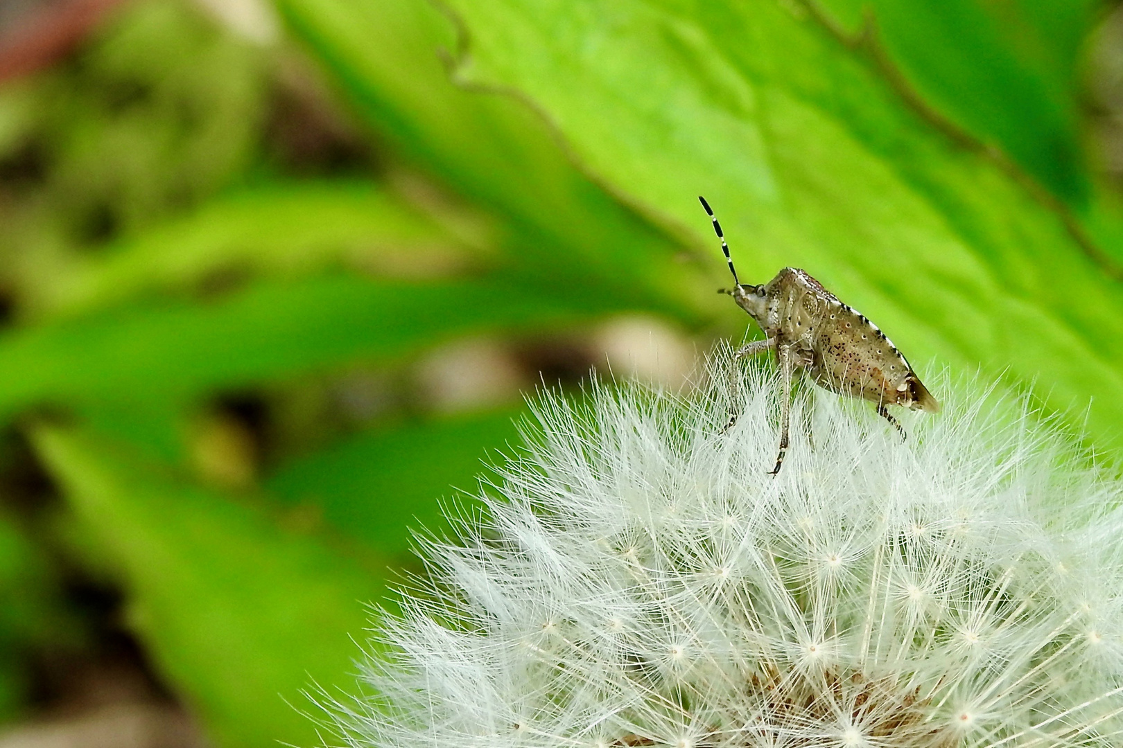 Wanze in Pusteblume