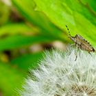 Wanze in Pusteblume