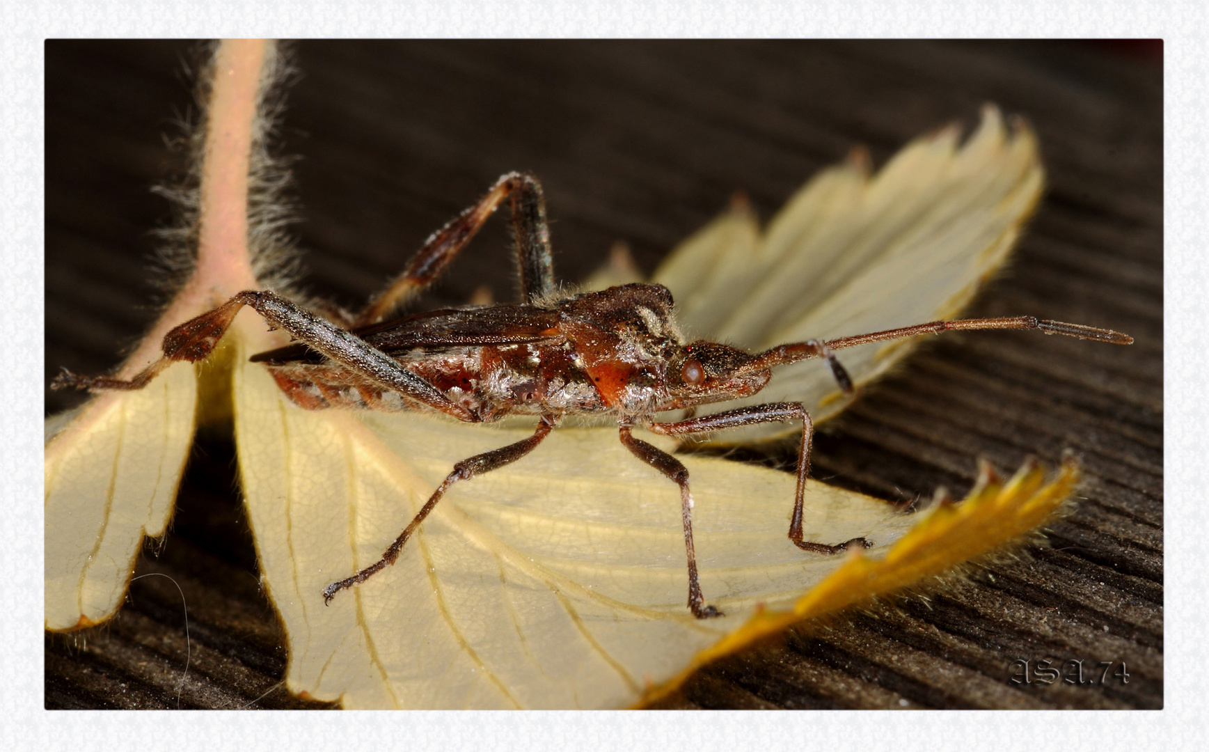 Wanze Leptoglossus occidentalis