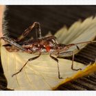 Wanze Leptoglossus occidentalis