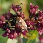 Wanze mit Herz - Die gemeine Wiesenwanze (Lygus pratensis)