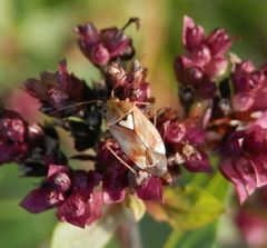 Wanze mit Herz - Die gemeine Wiesenwanze (Lygus pratensis)