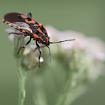 Wanze mit Karosserieschaden