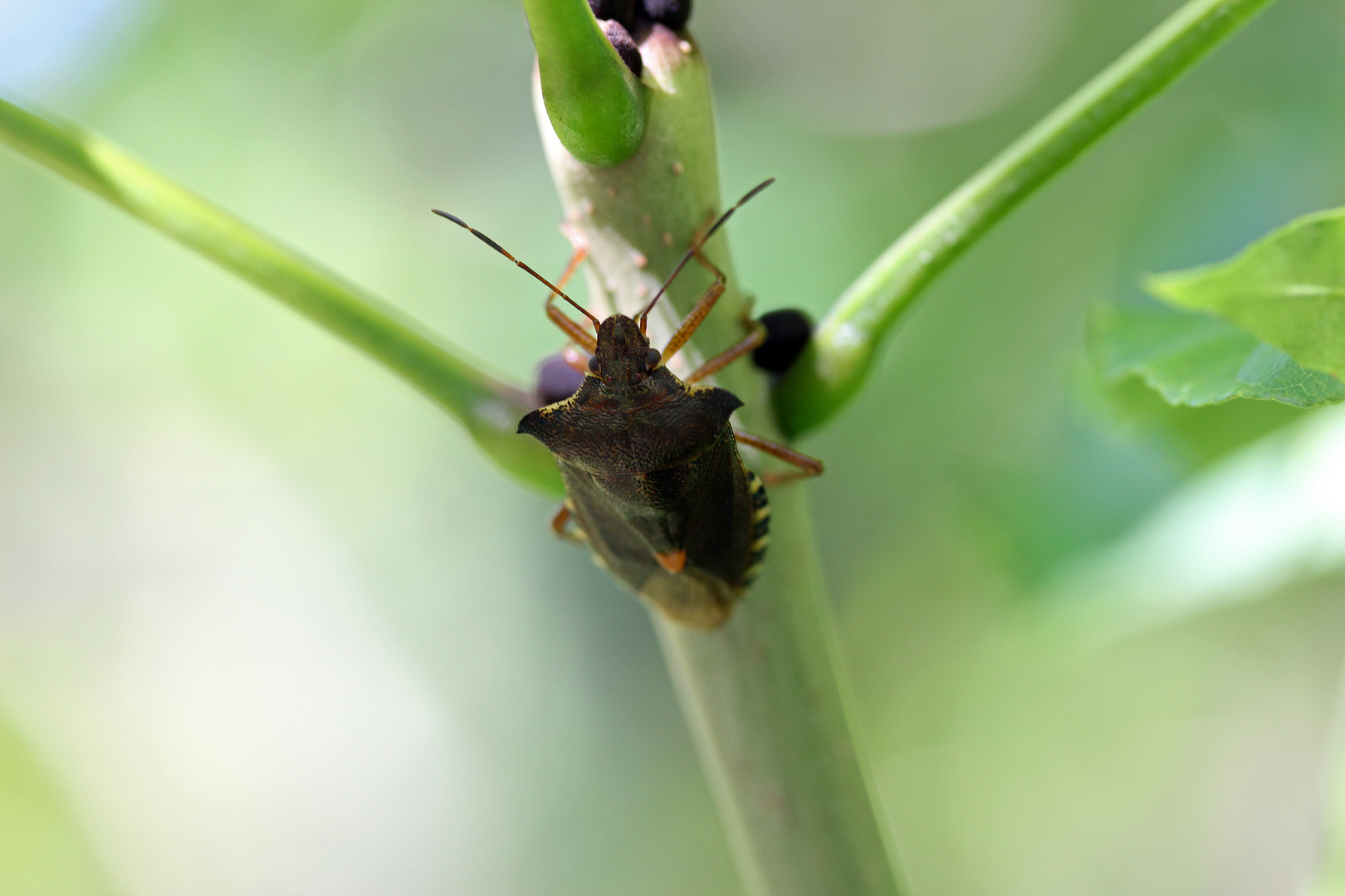 Wanze / Pentatoma rufipes