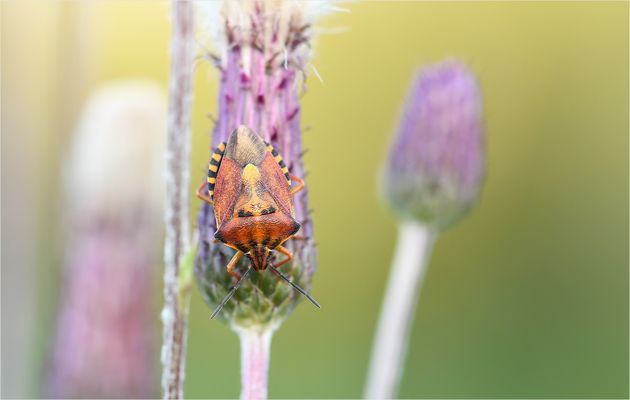 *Wanze & Sommerfarben*
