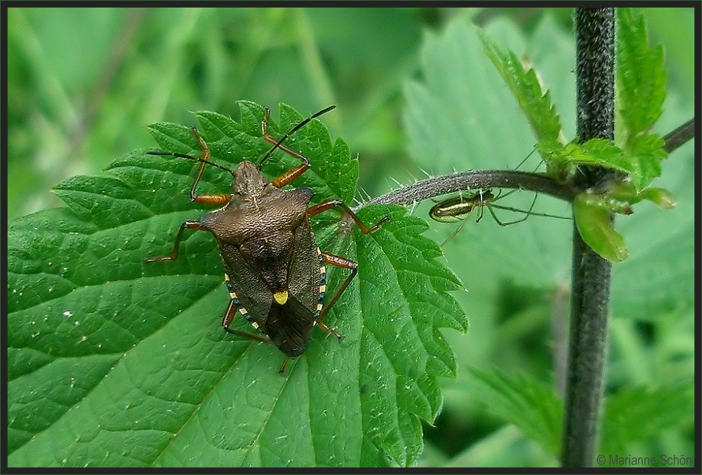 Wanze und Spinne