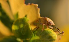 Wanze .... wie heißt Du? - Nördliche Fruchtwanze