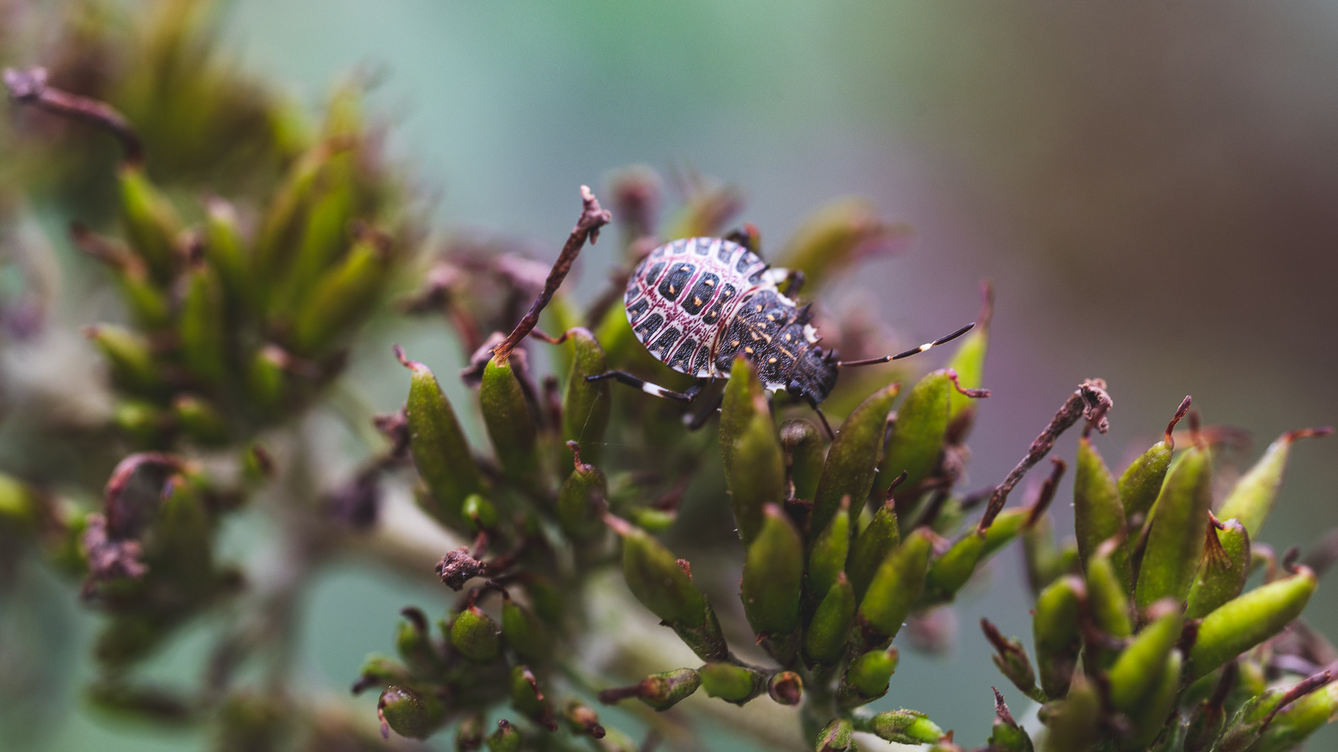 Wanze zwischen Buddleja Samentsänden