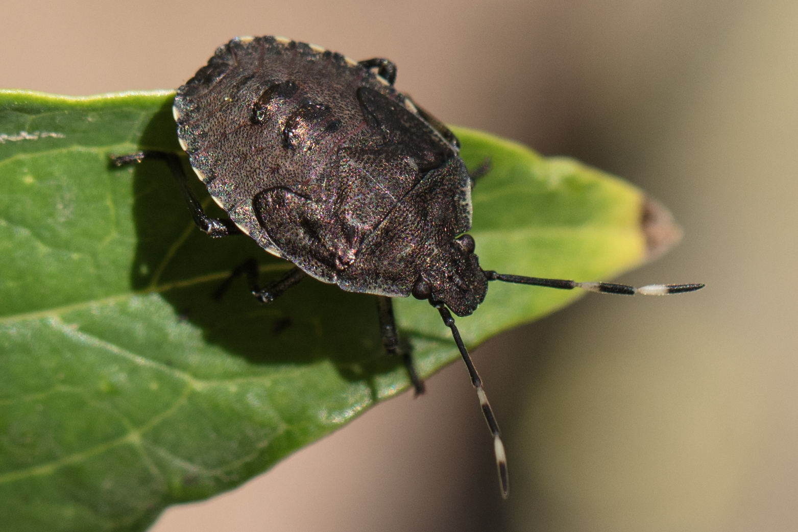 Wanzen Foto & Bild tiere, wildlife, insekten Bilder auf