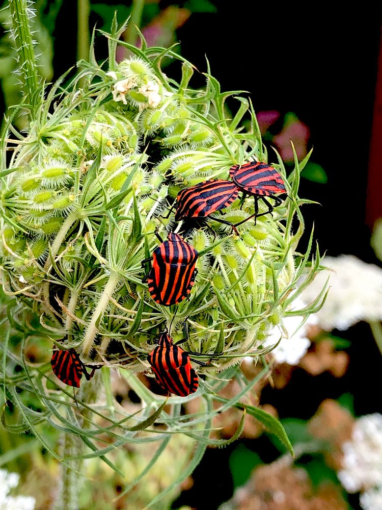 Wanzen. Foto & Bild garten, schafgarbe, wanzen Bilder auf