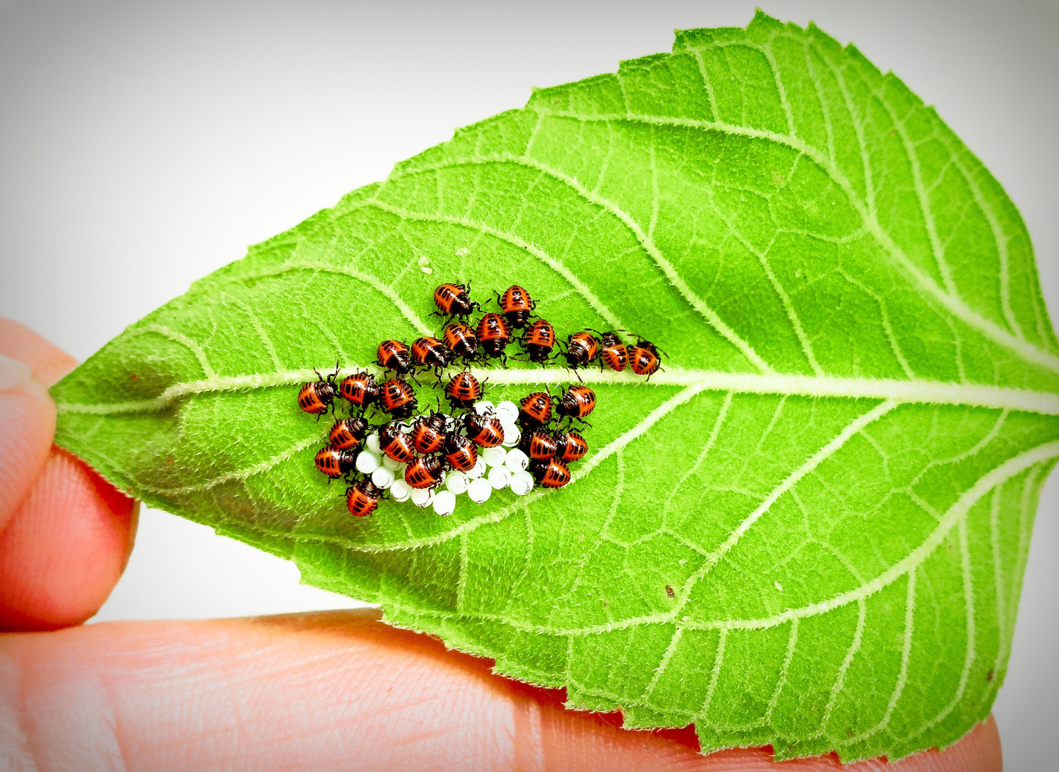 Wanzen - Halyomorpha halys (brown marmorated stink bug) - Kinderstube Sonnenblumen Blatt 