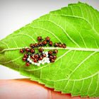 Wanzen - Halyomorpha halys (brown marmorated stink bug) - Kinderstube Sonnenblumen Blatt 