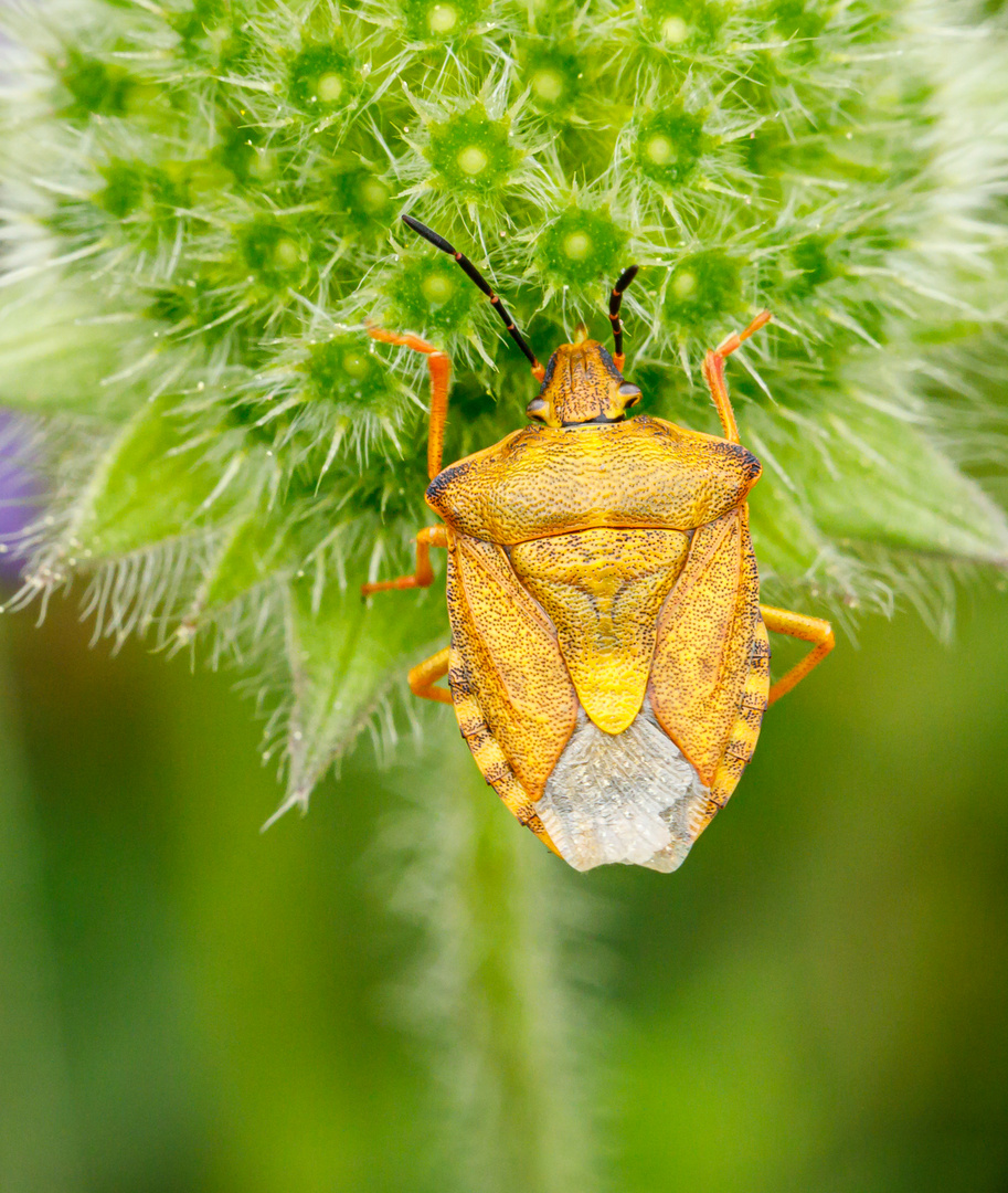 Wanzen (Heteroptera)