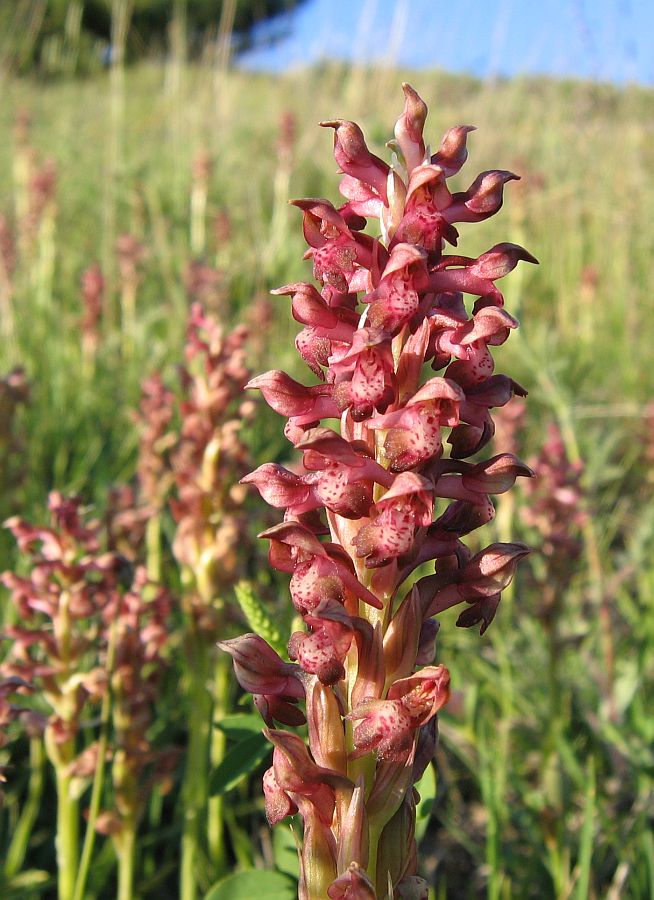 Wanzen-Knabenkraut (Orchis coriophora)