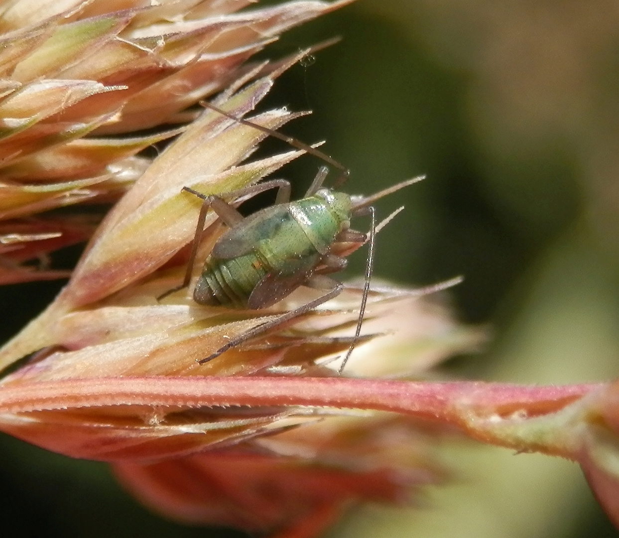 Wanzen-Nymphe auf Knäuelgras - L5 Larvenstadium von Stenotus binotatus