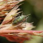 Wanzen-Nymphe auf Knäuelgras - L5 Larvenstadium von Stenotus binotatus